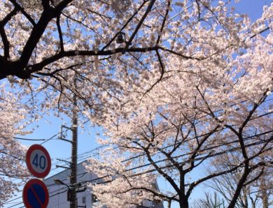 東京でお花見♪桜の名所をご紹介