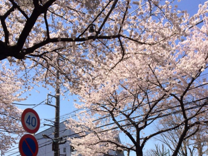 東京でお花見♪桜の名所をご紹介